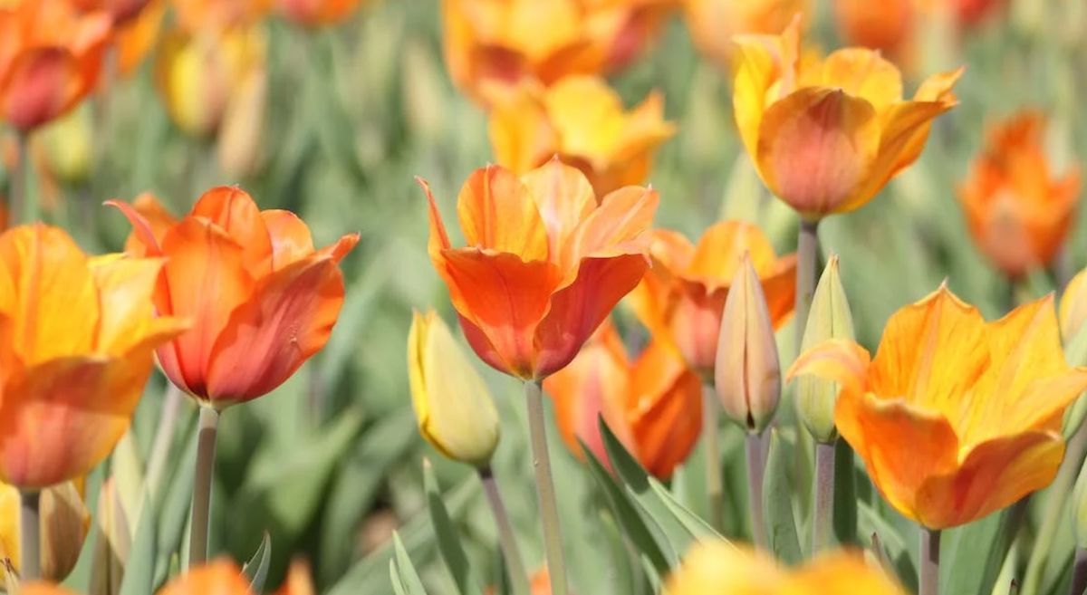 Picture of flowers blooming in spring